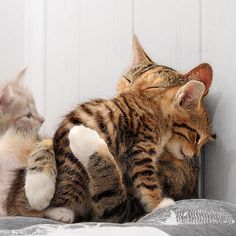 two kittens cuddle together on a bed