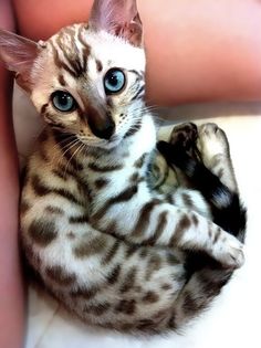 a cat with blue eyes is laying on the arm of someone's hand and looks at the camera