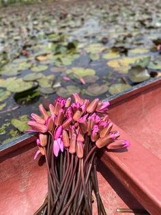 pink flowers are in the middle of water lilies and lily pads on a boat