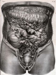 this is an illustration of the stomach and its large intestructions on it