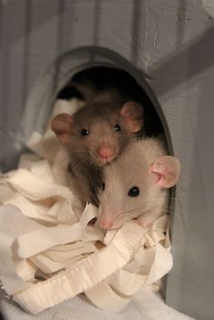 two small mice are peeking out of a hole