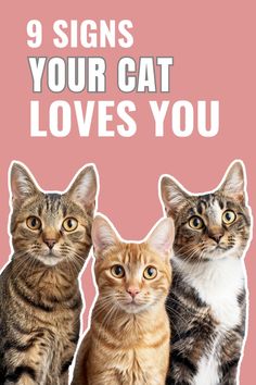 three cats sitting next to each other with the words 9 signs your cat loves you