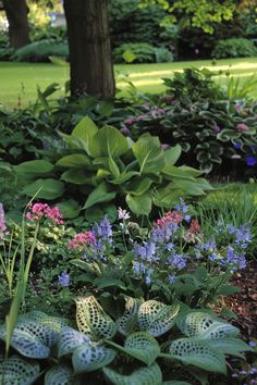 a garden filled with lots of different types of flowers