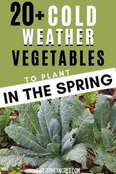 some vegetables are growing in the ground with text overlay that reads 20 + cold weather vegetables to plant in the spring