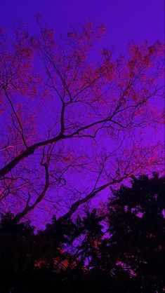 the sky is purple and there are trees in front of it with no leaves on them