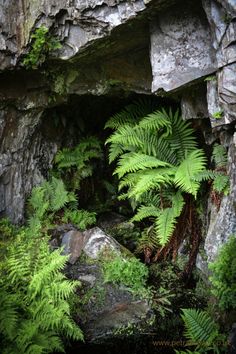 ferns growing out of the side of a rock formation