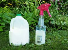 two jugs of milk and a sprayer on the grass