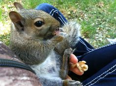 a squirrel is eating something out of someone's hand while sitting on the ground