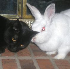 a black cat and white rabbit are facing each other