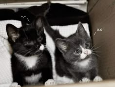 two kittens are sitting in a cardboard box