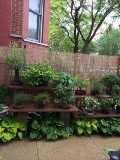 many potted plants are lined up on a wooden shelf in front of a brick building