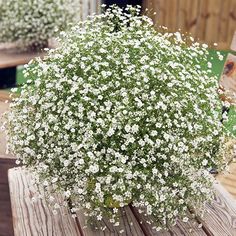 small white flowers are sitting on a wooden table