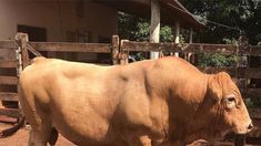 a large brown cow standing in front of a wooden fence and building with trees behind it