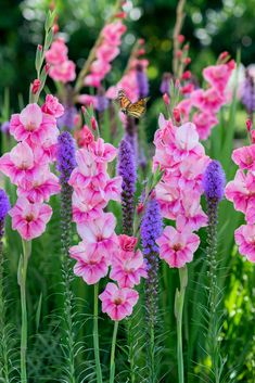 pink and purple flowers with a butterfly flying over them