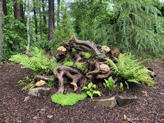 a pile of wood sitting in the middle of a forest filled with lots of green plants