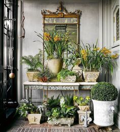 several potted plants are sitting on a table in front of a wall with a mirror