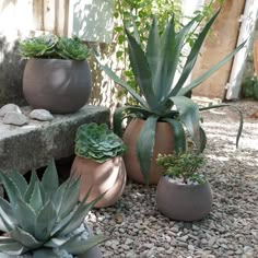 several potted plants sitting on top of rocks