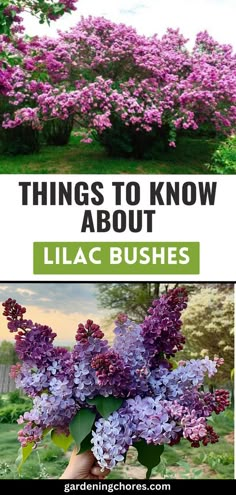 purple lilacs in the garden with text overlay that reads things to know about lilac bushes