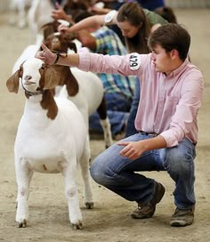 a man kneeling down petting a goat in front of other goats at a livestock show