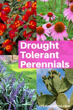 different types of flowers and plants with text overlay that reads, brought tolerant perennials