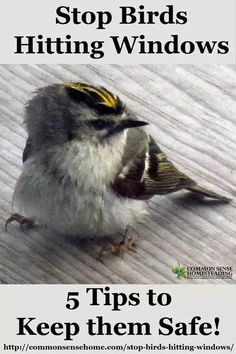 a bird sitting on top of a wooden floor next to the words stop birds hitting windows 5 tips to keep them safe