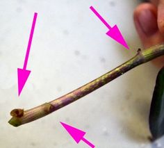 a person holding a branch with pink arrows pointing to the top and bottom of it