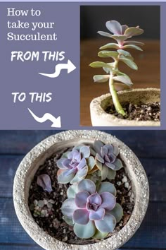 how to take your succulent from this to this in a pot with instructions