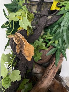 a stuffed animal sitting on top of a tree branch in front of some leaves and branches