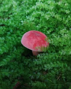 a red mushroom sitting on top of green plants