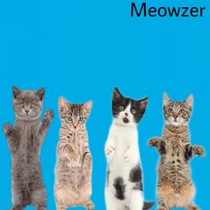 four kittens are standing in a row on a blue background with the caption meowzer