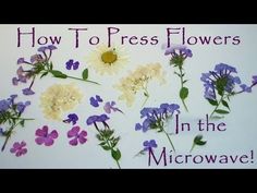 how to press flowers in the microwave