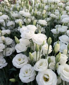 many white flowers with green stems in the middle and one large flower on the other side