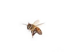 a bee flying through the air with it's wings spread out and head down