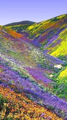 the hills are covered in colorful flowers