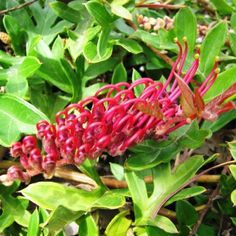 a red flower with green leaves in the background