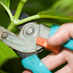 hydrangea cutting Pruning Endless Summer Hydrangeas, Desert Rose Care, Propagating Hydrangeas, Propagating Roses, Pruning Hydrangeas, Trachelospermum Jasminoides, Lace Cap Hydrangea, Bigleaf Hydrangea, Desert Rose Plant