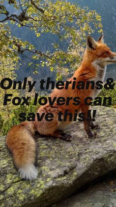 a red fox sitting on top of a rock next to a forest filled with trees