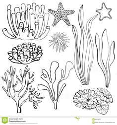 seaweed, starfish and corals on a white background stock photo - image