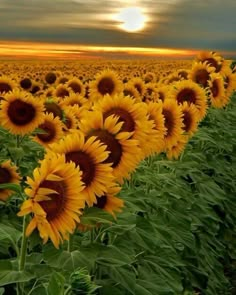 a field full of sunflowers with the words frases in spanish on it