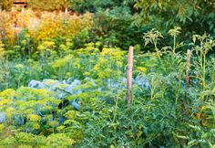 a garden filled with lots of green plants