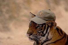 a tiger with a hat on it's head sitting in the dirt and looking off into the distance