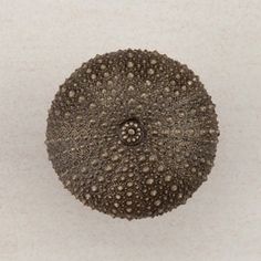 a round object with holes in it on a white surface