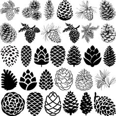 pine cones and leaves are shown in black on white