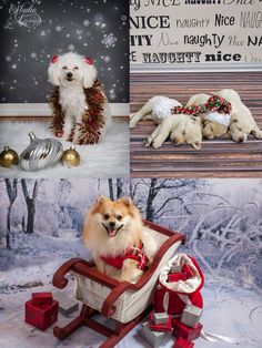 two dogs sitting in sled with christmas decorations