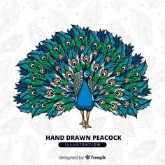 hand drawn peacock illustration with blue feathers