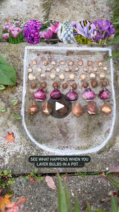 an image of a garden with flowers and plants in the background that says see what happens when you layer bulbs in a pot