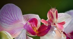 two pink and white orchids with green leaves in the backgrounnd, close up