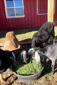 three goats eating grass out of a metal bowl in front of a red building with windows