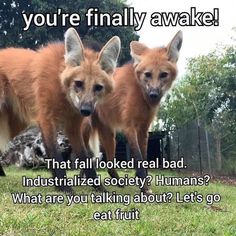 two foxes standing next to each other on top of a grass covered field with text that reads, you're finally awake that fall looked real bad industrialized society? humans? what are you