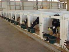 several cows are eating from their stalls in the barn